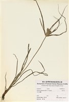 藏品(磚子苗)的圖片